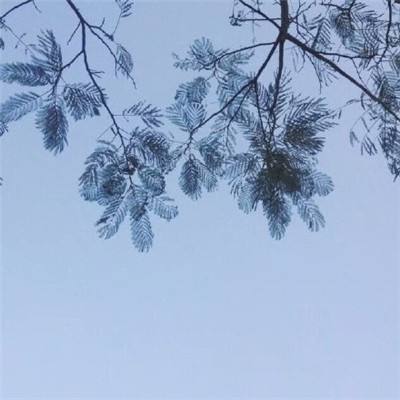 念奴娇百度版下载